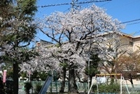 gakusei-sakura20260512-4.jpg